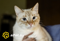 Нежный и красивый котик Беня в дар