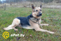 Замечательная собака Альма в дар