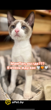 Добряк Майкл ищет дом