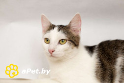 Чудесные кошечки-сестрички Малышка и Мура в дар