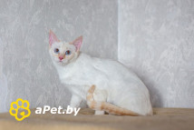 АЛСУ – тайская красотка