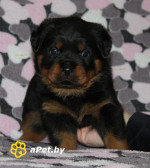Щенки ротвейлера
