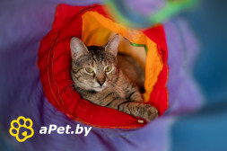 Кошечка Марыся в дар! Лесной окрас