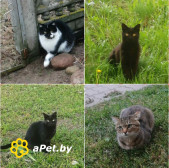 Всем этим замечательным котикам срочно нужен дом! SOS!  В дар!