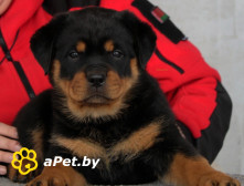 Щенки ротвейлера