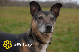 Спокойная интеллигентная собака Кира в дар