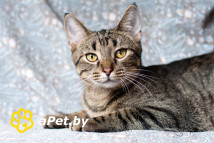 Рассудительный красавчик Юникс