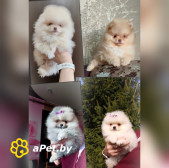 Померанский шпиц, щенки. Мини мишки