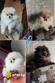 Померанский шпиц, щенки. Мини мишки