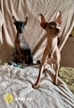 Миниатюрные мальчики голой мексиканской собаки