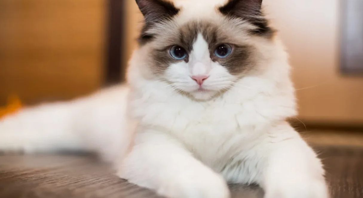 Почему кошка ест шерсть и что делать: полное руководство для владельцев