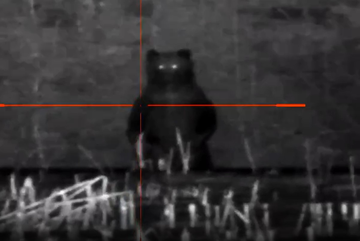 В Крупском районе Минской области медведь