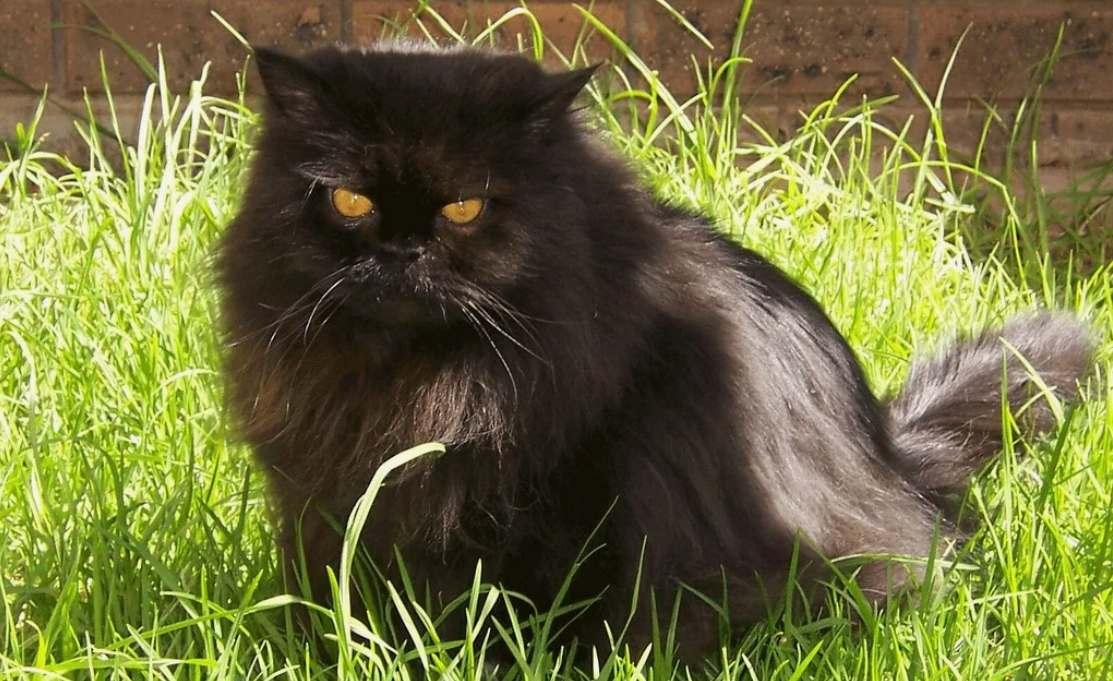 Черные кошки: полный гид по породам, характеру и мифам