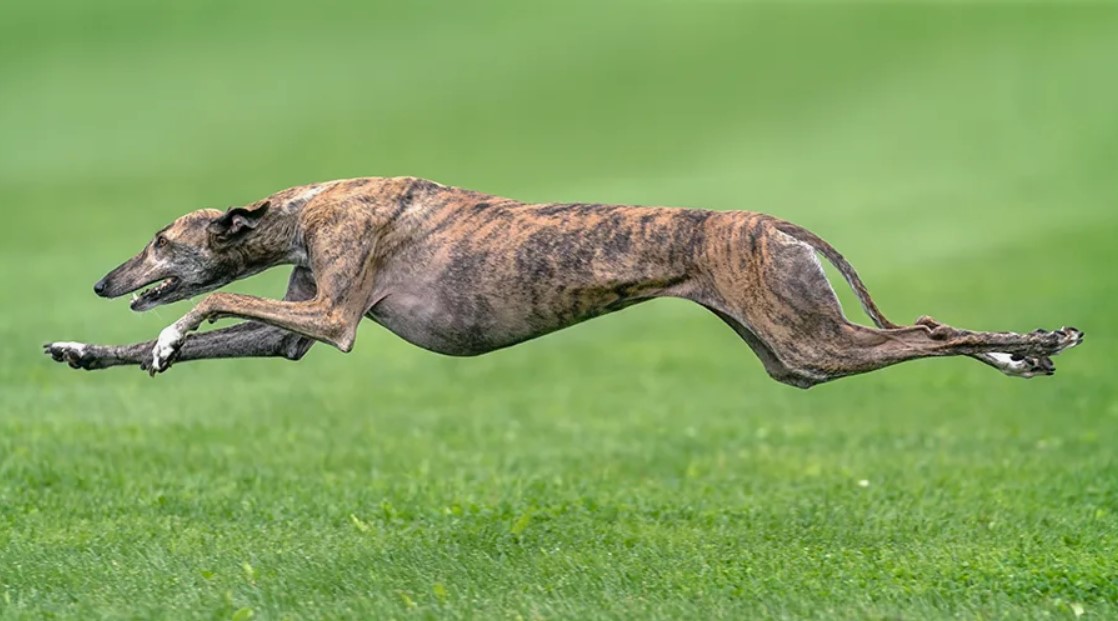Какая самая быстрая порода собак в мире