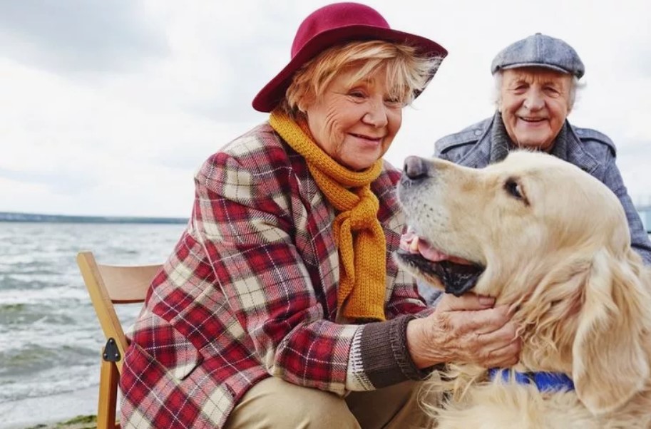 Порода собаки для пожилых