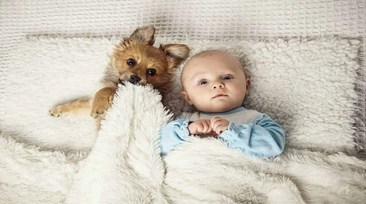 Как уговорить родителей купить щенка в квартиру